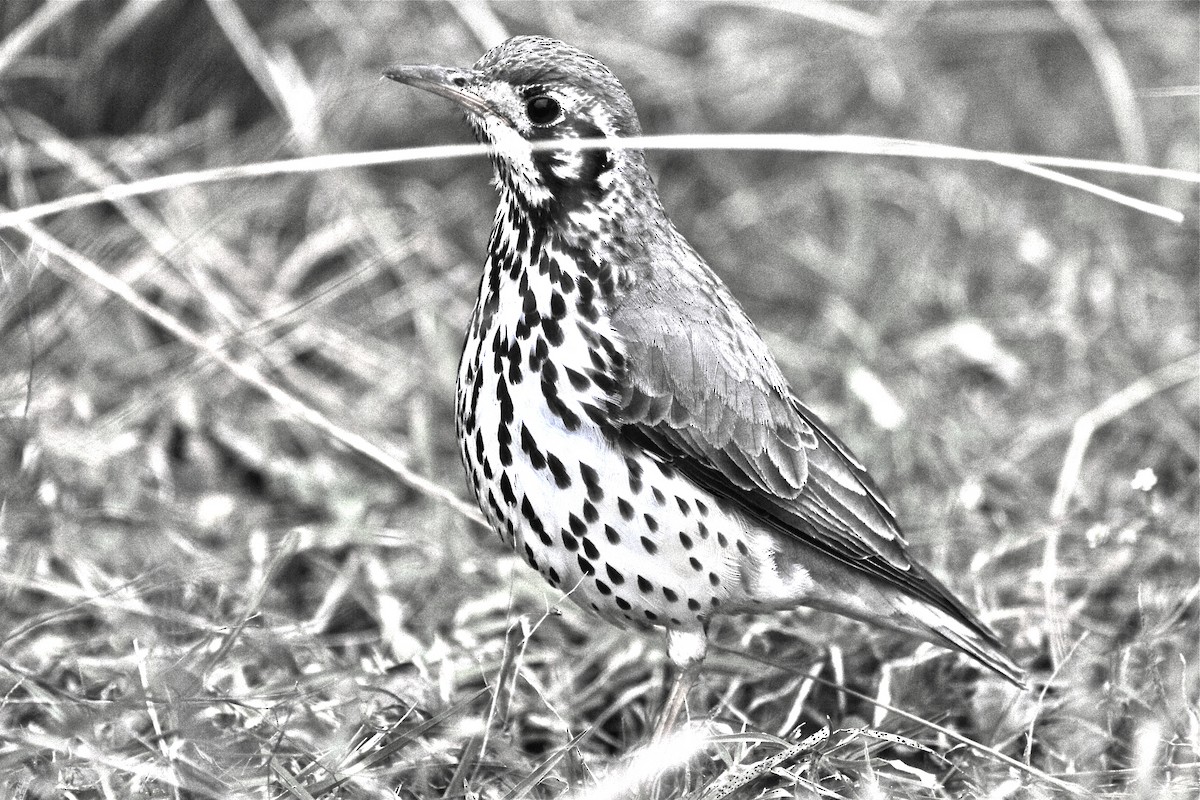 Groundscraper Thrush - ML205398971