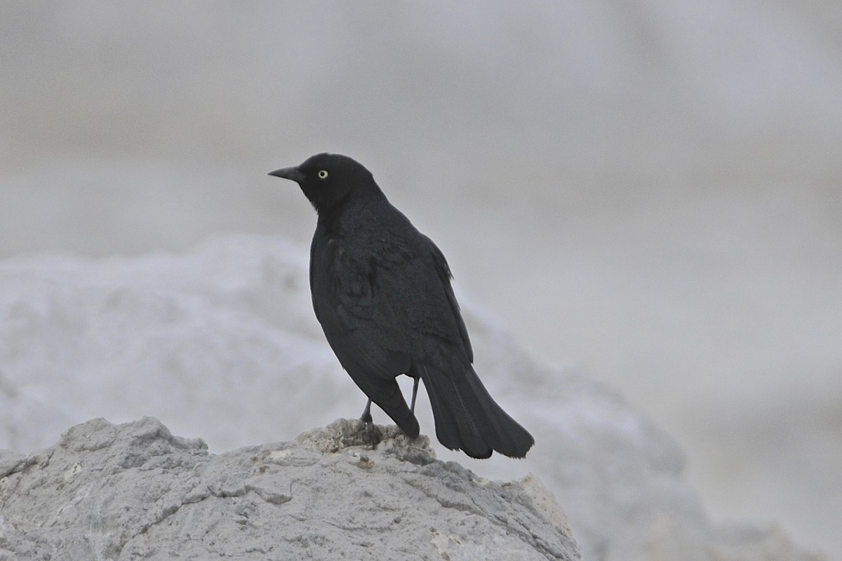 Brewer's Blackbird - ML205399201