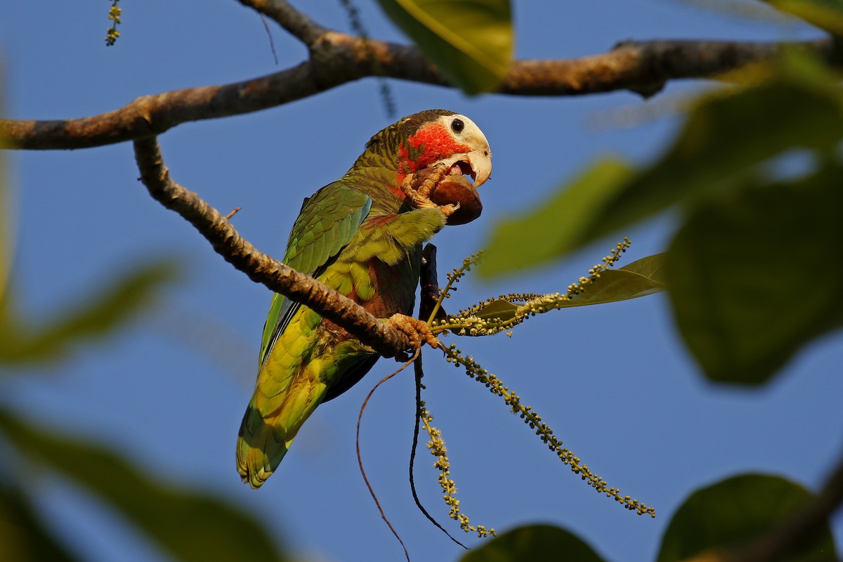 kubaamazon (leucocephala) - ML205399241