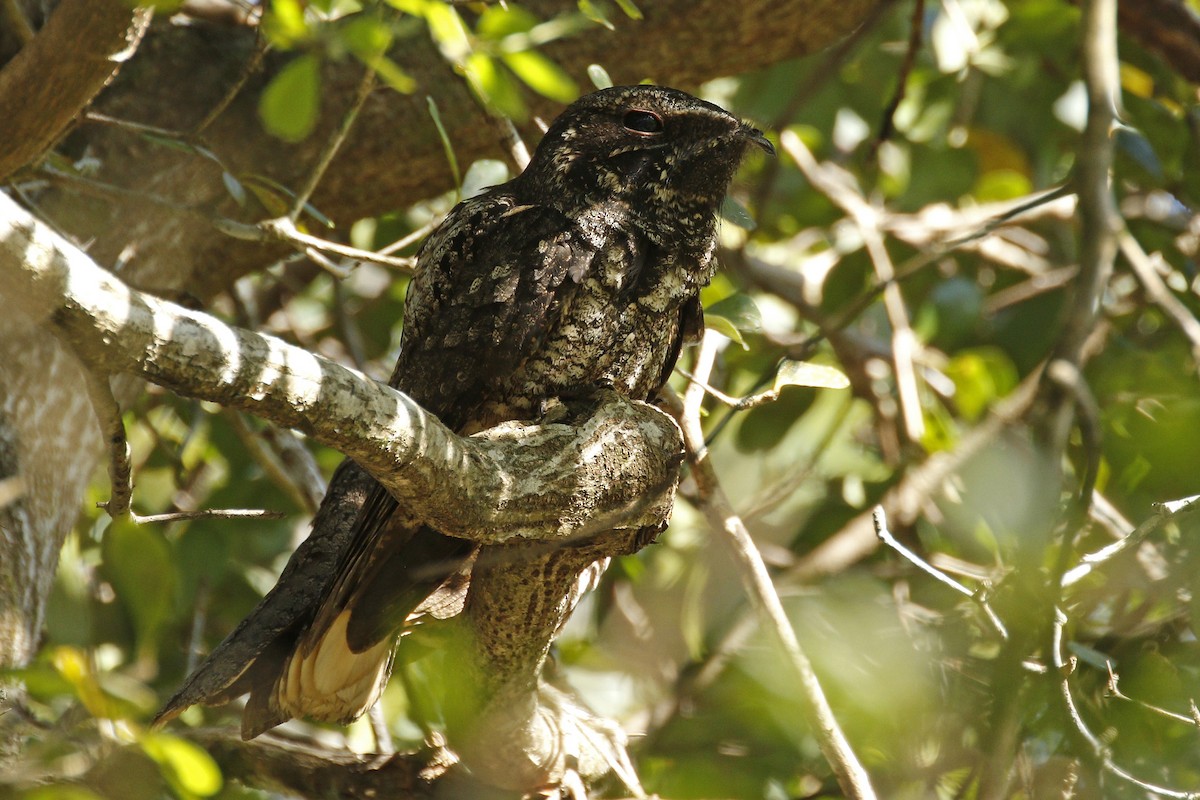 Cuban Nightjar - ML205399261