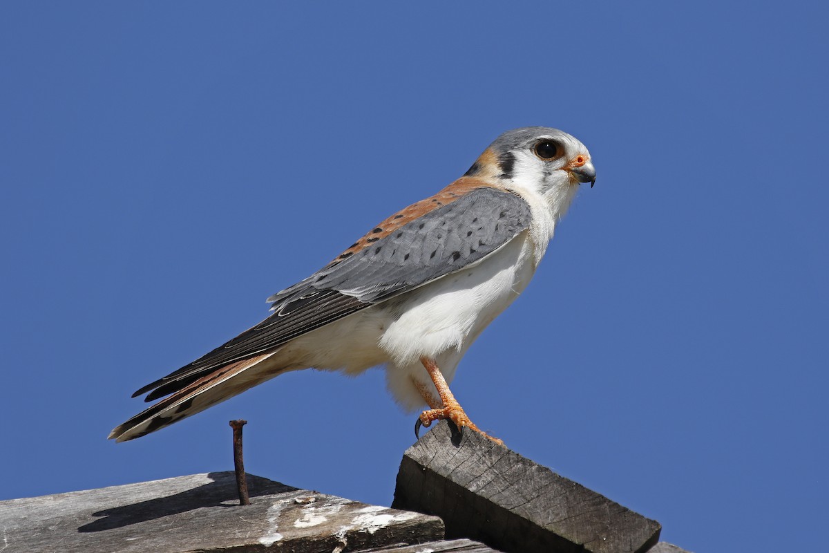 American Kestrel (Cuban) - Adam Bowley