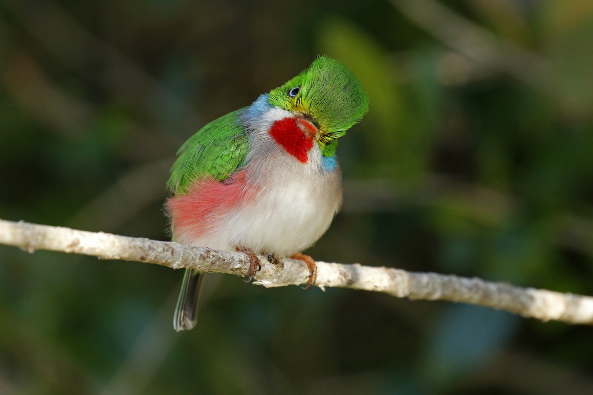 Cuban Tody - ML205399301