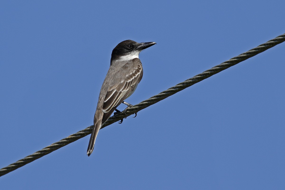 Giant Kingbird - ML205399381