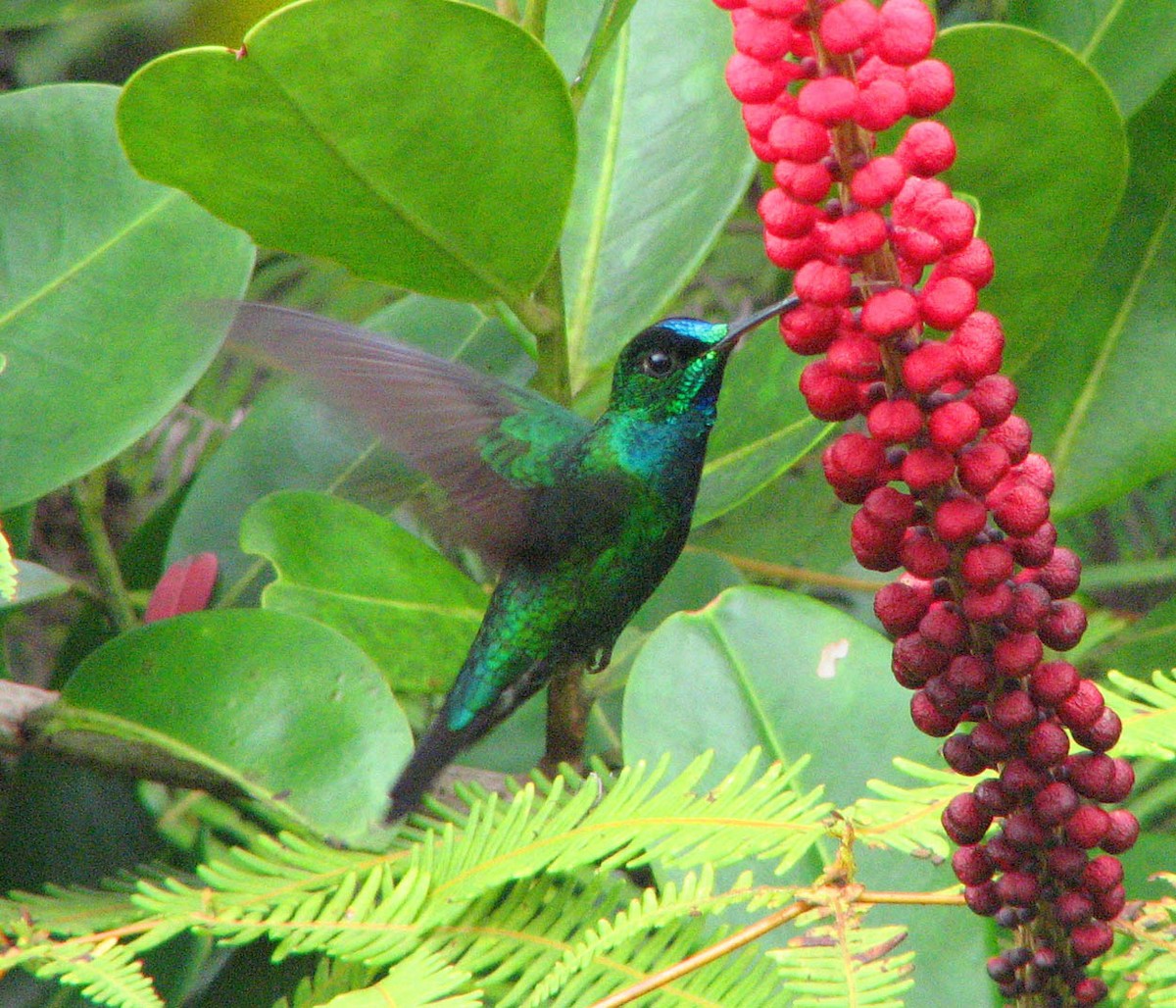 kolibřík sametový - ML205399441