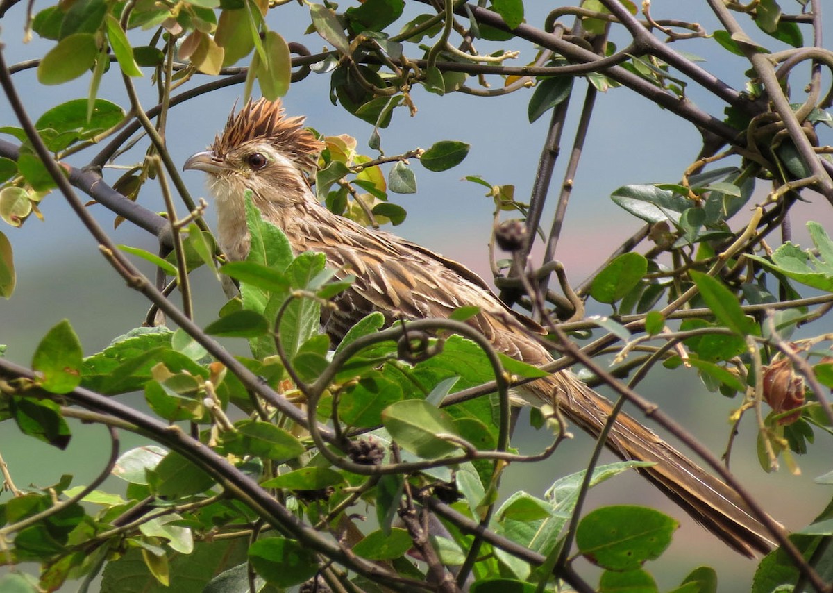 Striped Cuckoo - ML205399561