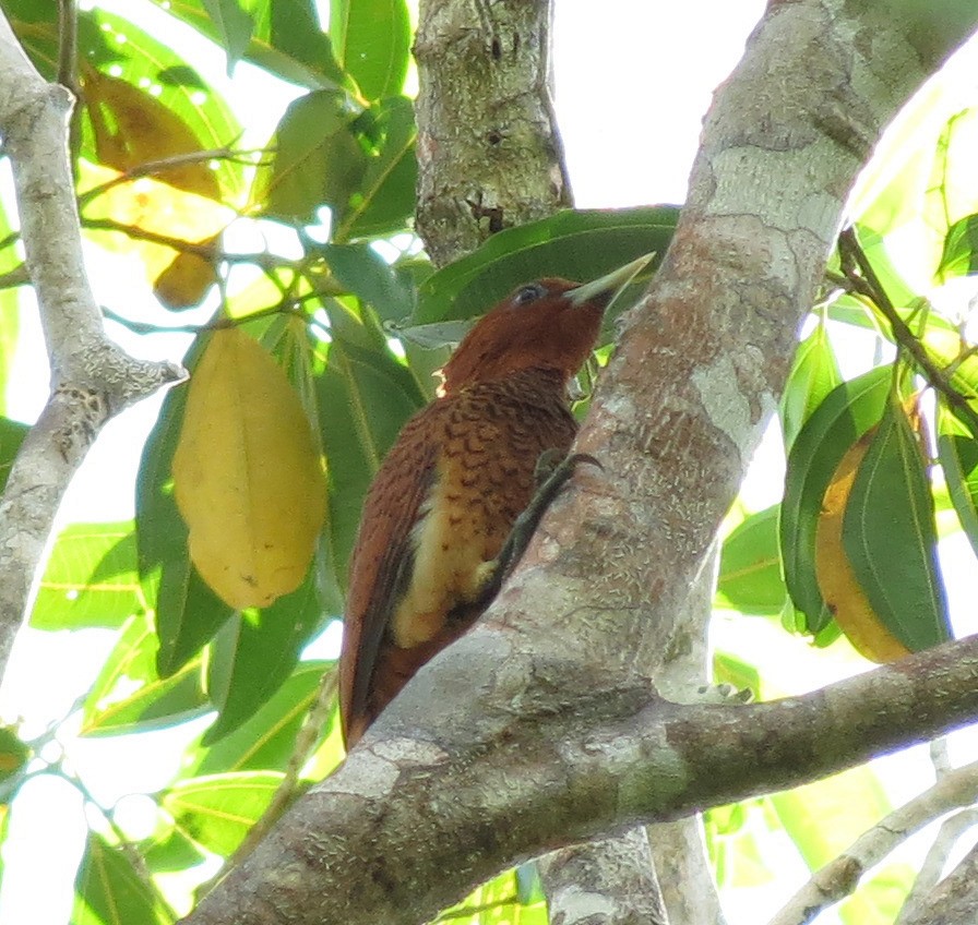 Waved Woodpecker (Scale-breasted) - ML205399591