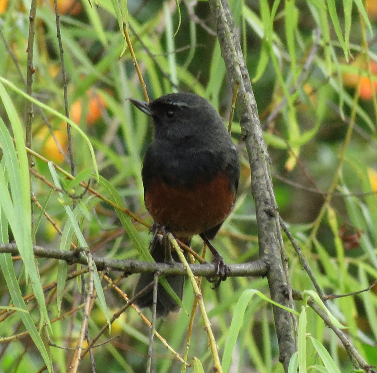 Merida Flowerpiercer - ML205399611