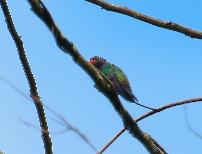 White-chinned Sapphire - ML205399861