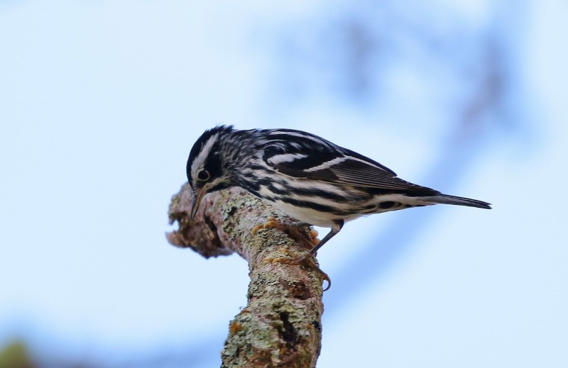 Black-and-white Warbler - ML205399981