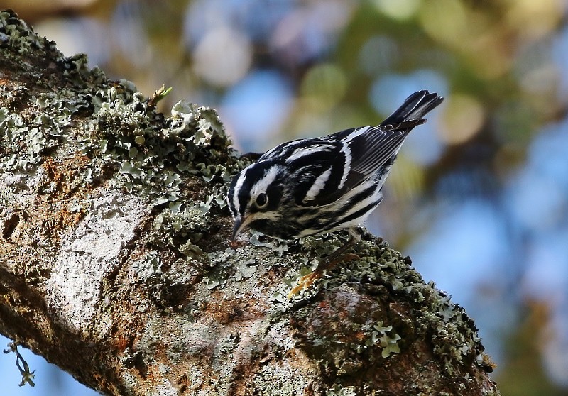 Black-and-white Warbler - ML205399991