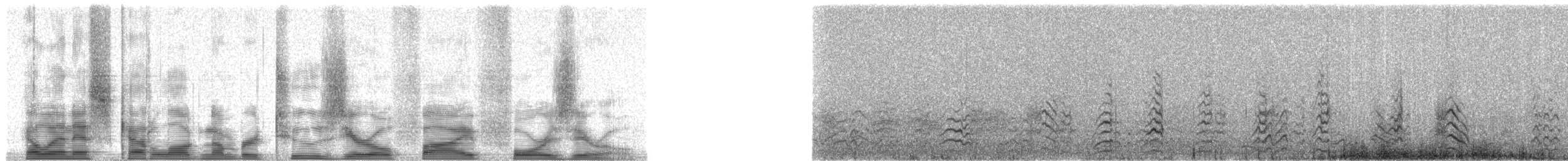 Long-billed Corella - ML20540