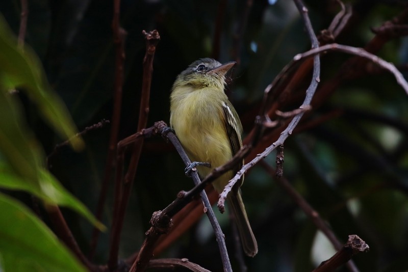 Yellow-olive Flatbill (exortivus) - ML205400141