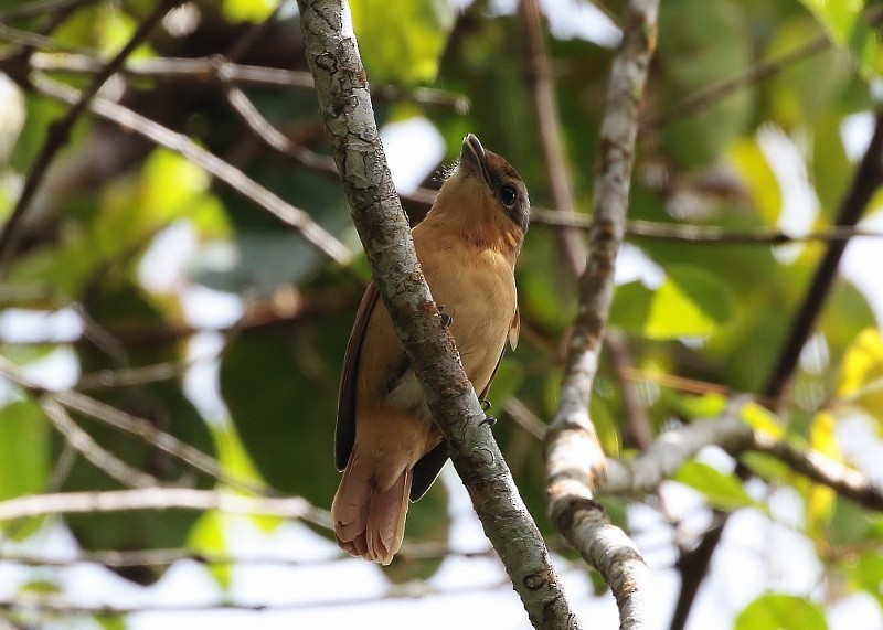 Chestnut-crowned Becard - ML205400231