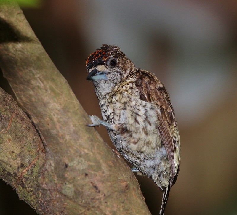 Scaled Piculet - ML205400281