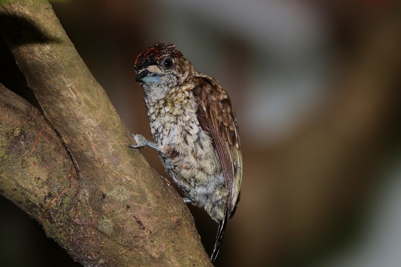 Scaled Piculet - ML205400291