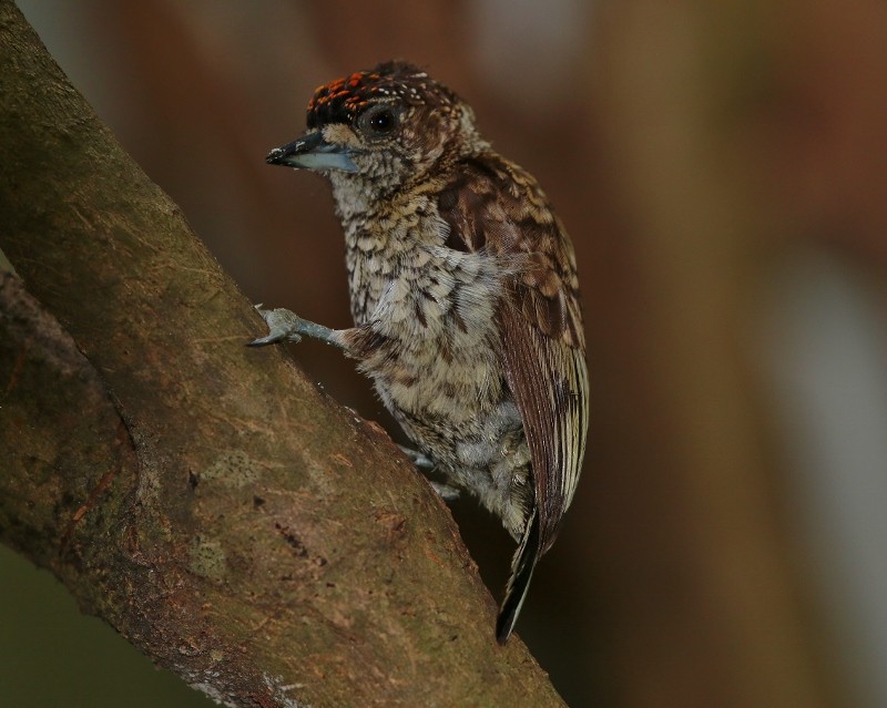 Scaled Piculet (Scaled) - Margareta Wieser