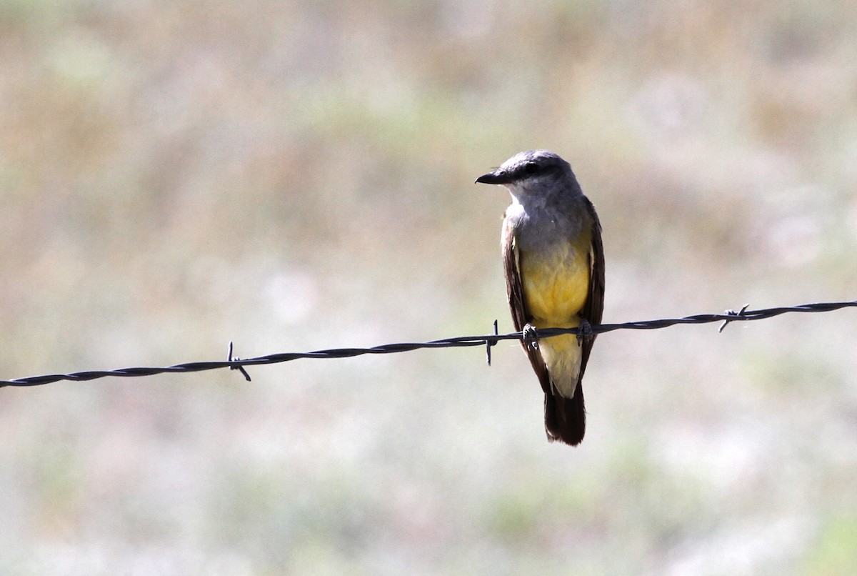 Western Kingbird - ML205400601