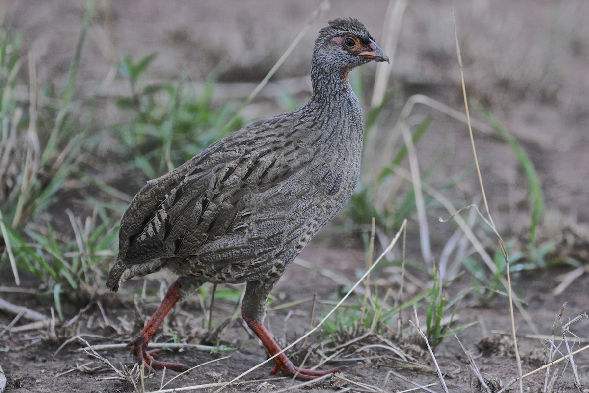 Francolin à gorge rouge (cranchii/harterti) - ML205401341