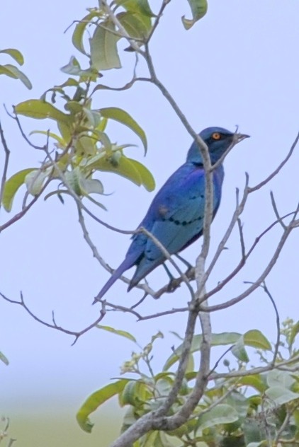 Greater Blue-eared Starling - ML205401431