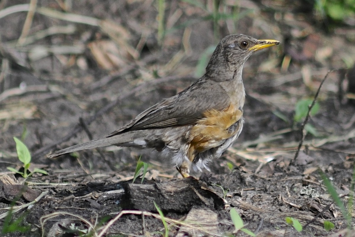 African Thrush (African) - Theresa Bucher