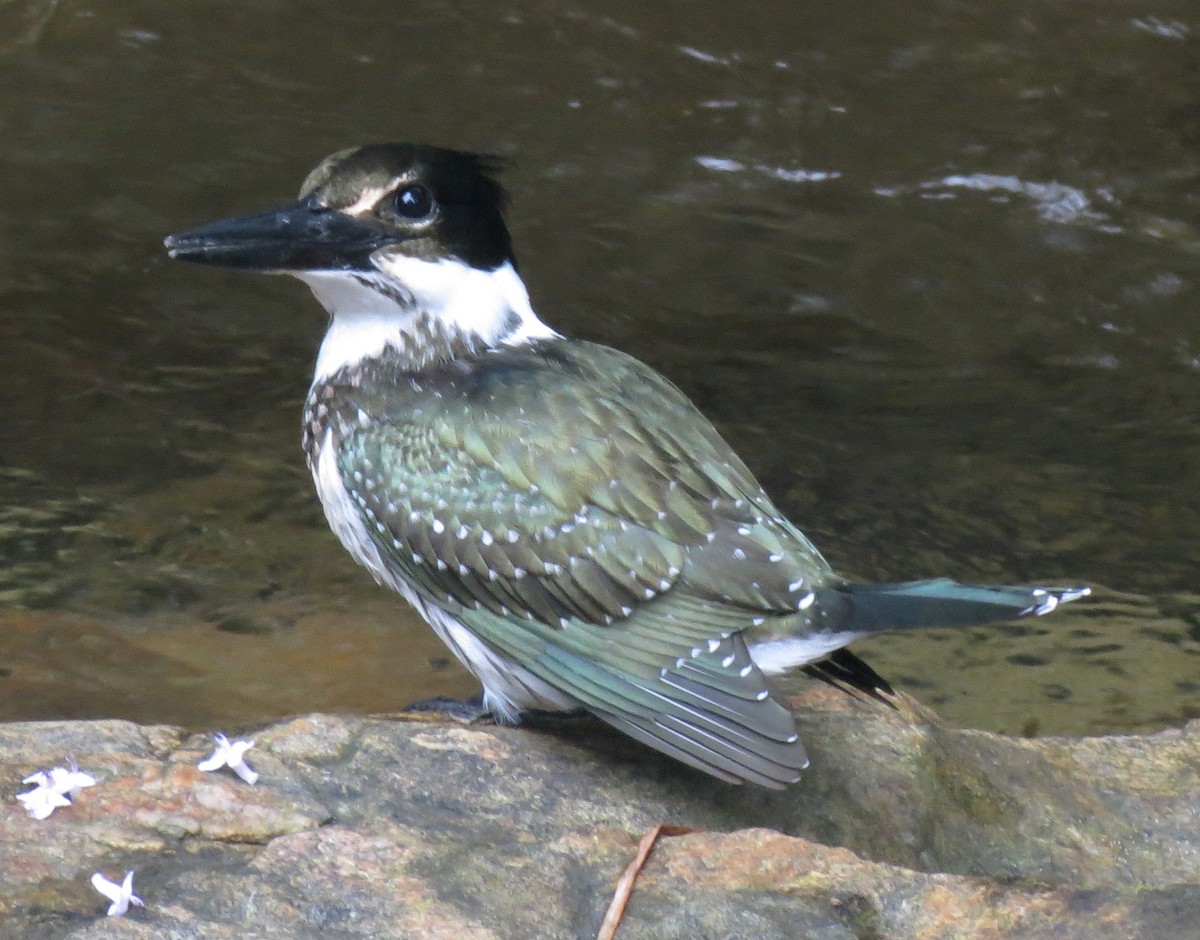 Amazon Kingfisher - ML205401841