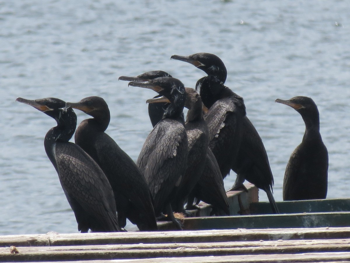 Neotropic Cormorant - ML205401861