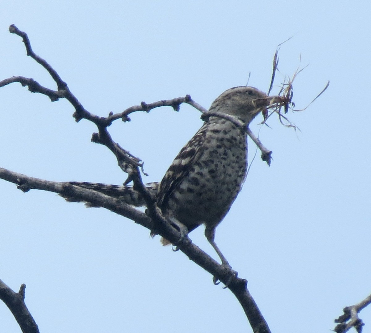 Stripe-backed Wren - ML205401871