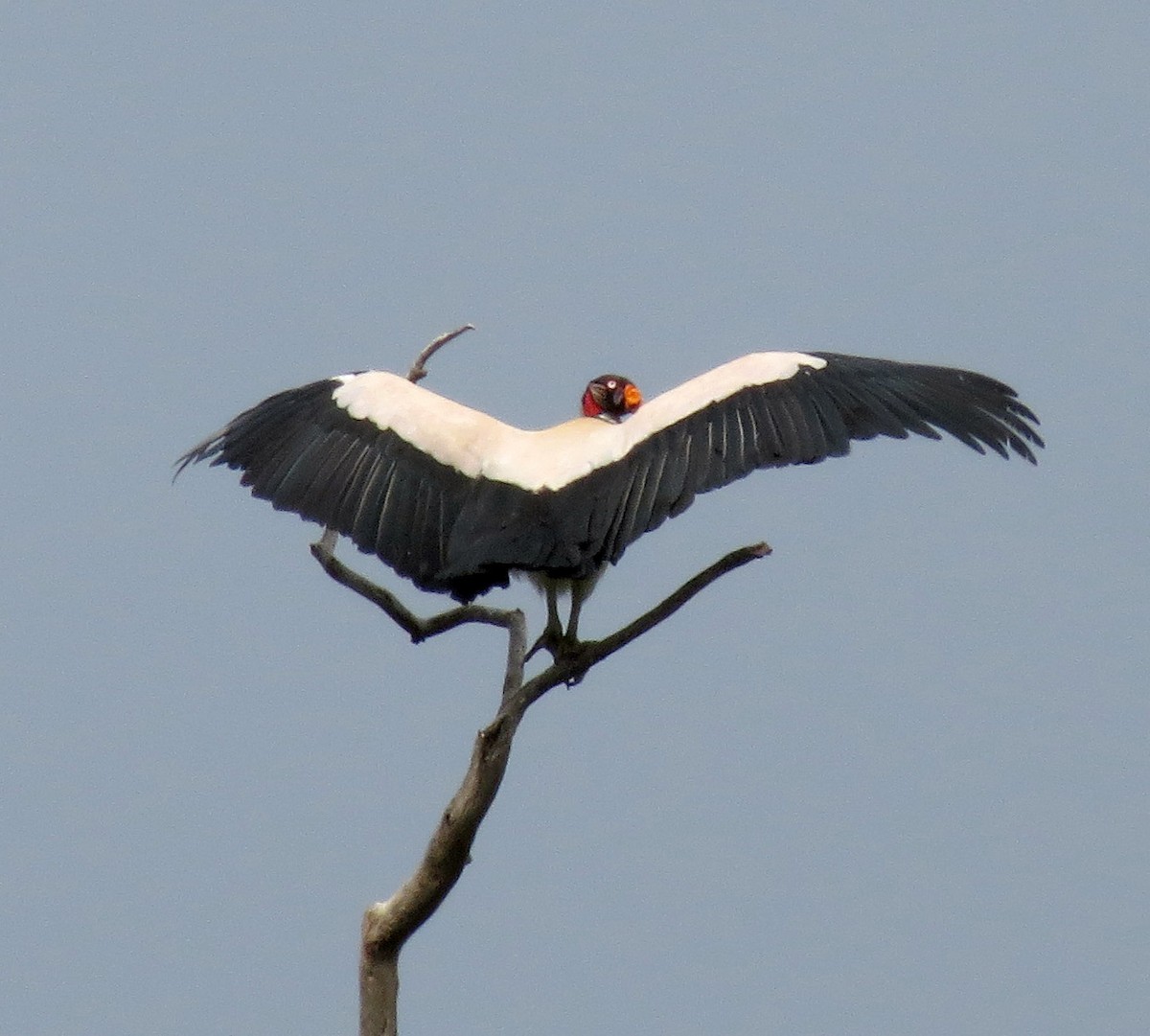 King Vulture - Gustavo A. Rodriguez