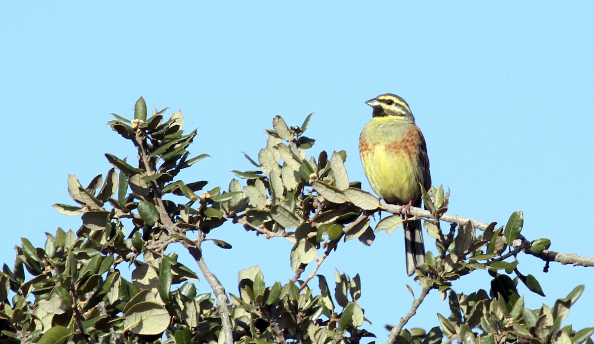 Cirl Bunting - ML205403101