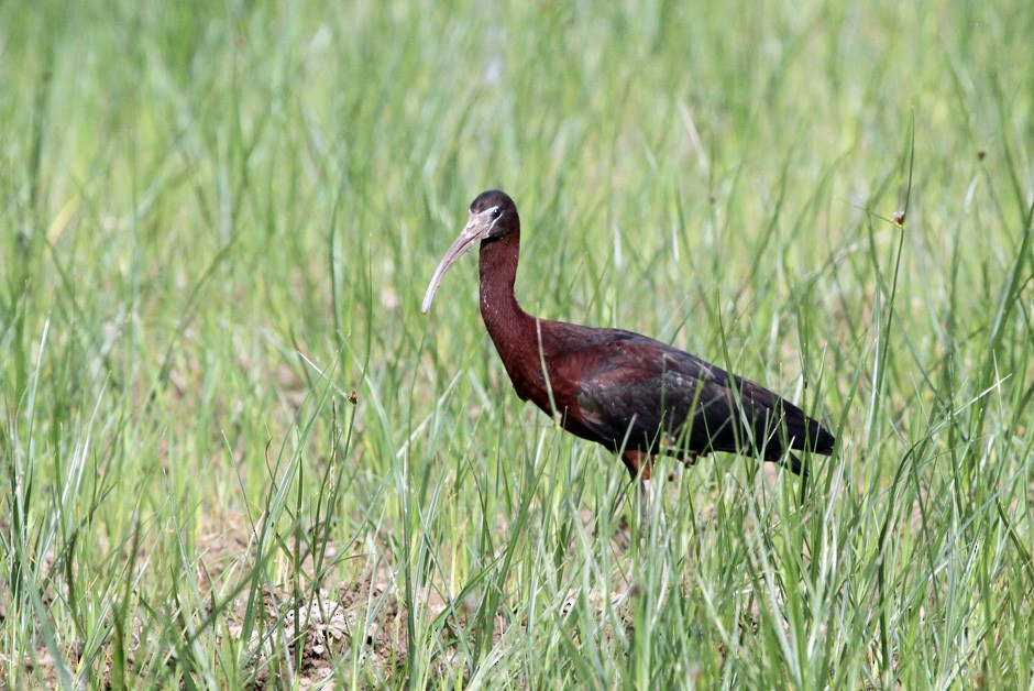 ibis hnědý - ML205403491