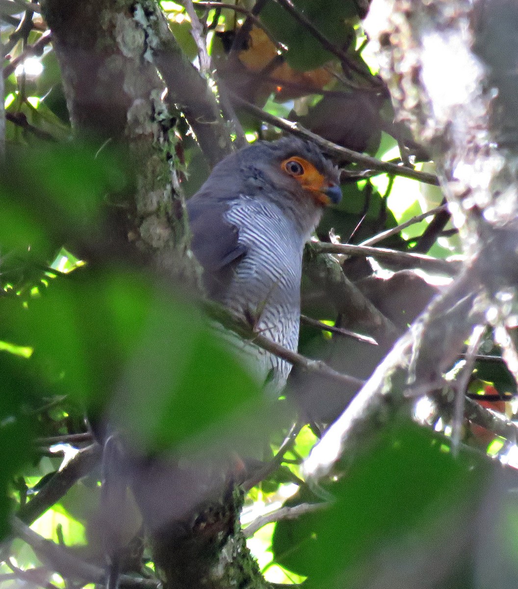 Barred Forest-Falcon - ML205404511