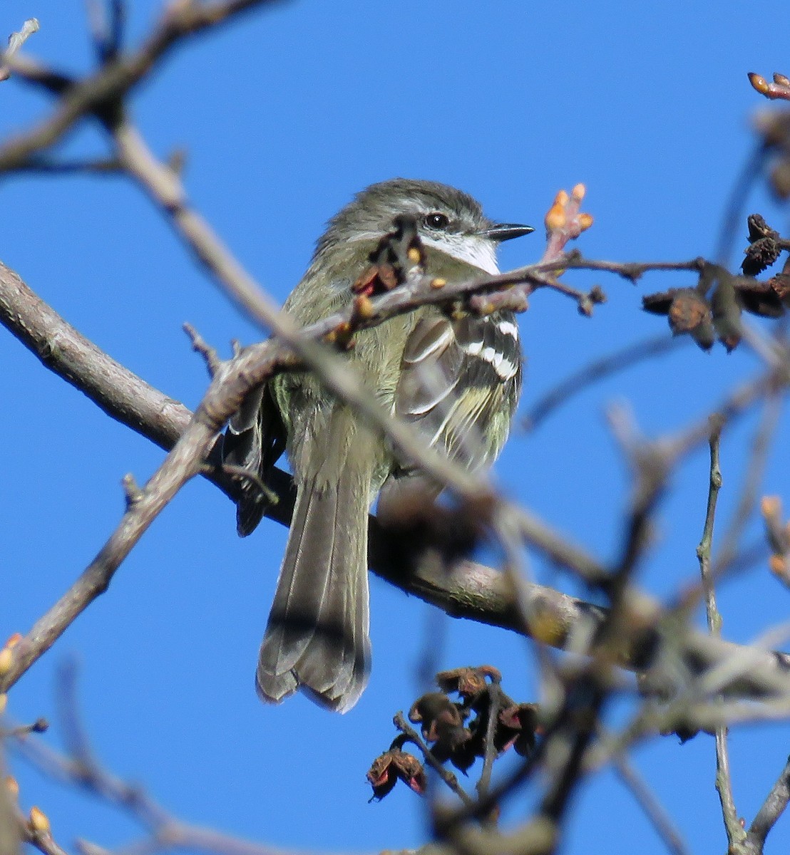 White-throated Tyrannulet - ML205404551