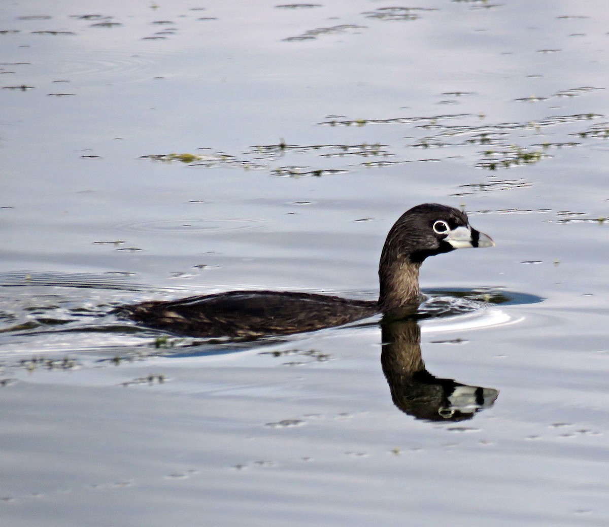 Pied-billed Grebe - ML205404611