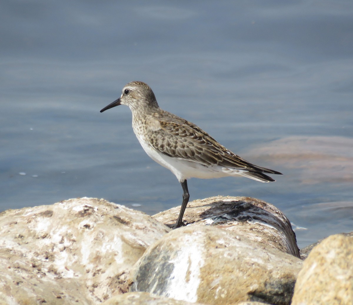 White-rumped Sandpiper - Gustavo A. Rodriguez