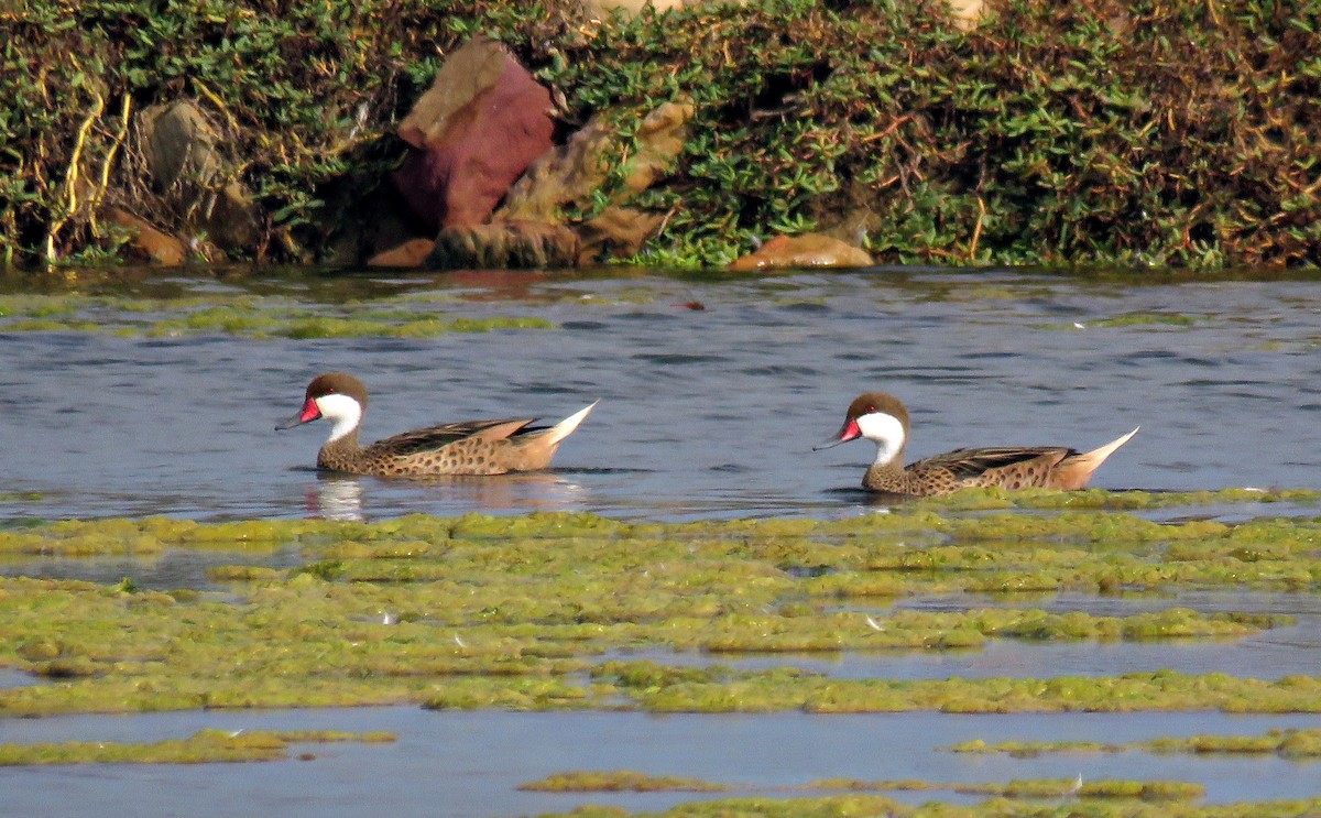 ホオジロオナガガモ（bahamensis／rubrirostris） - ML205404661