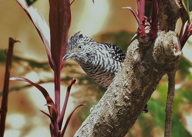 Barred Antshrike (Barred) - ML205404941