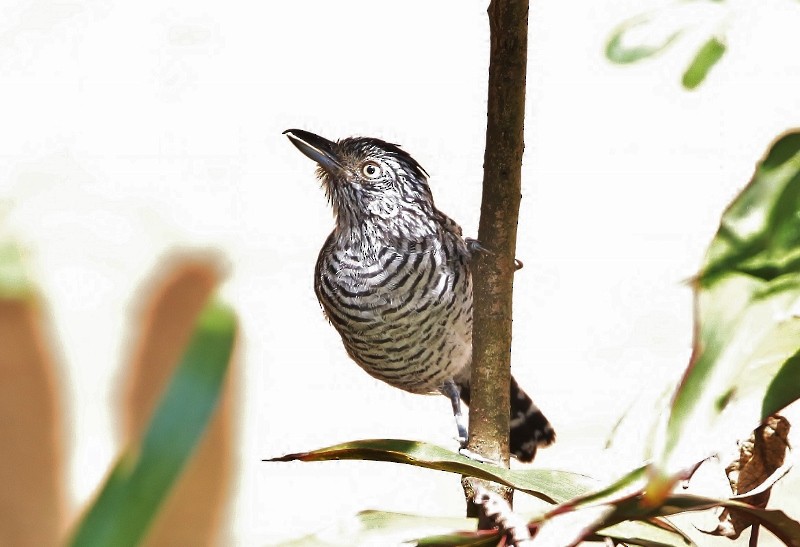 Barred Antshrike (Barred) - ML205404951