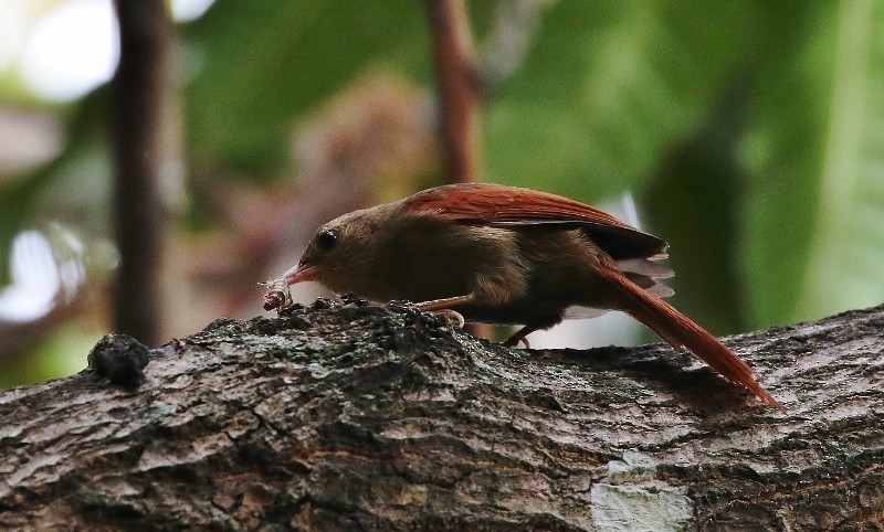 Crested Spinetail - ML205405011