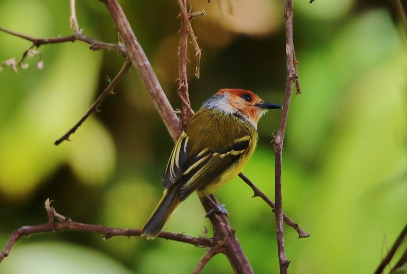 Rufous-crowned Tody-Flycatcher - ML205405221