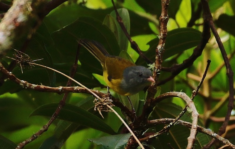 Pink-billed Cnemoscopus - Margareta Wieser