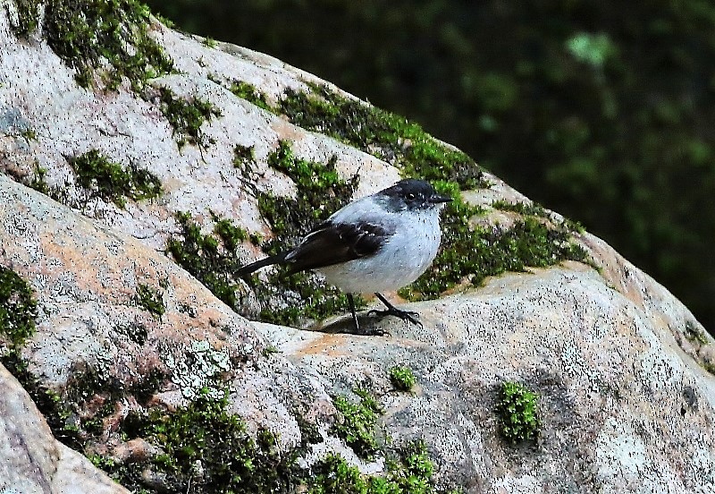 Torrent Tyrannulet - ML205405471