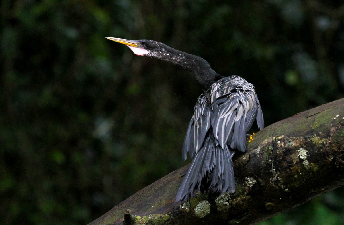 Anhinga - Alex Mascarell Llosa