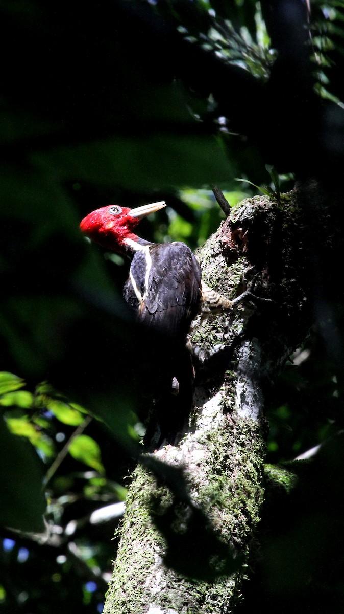 Pale-billed Woodpecker - ML205405671