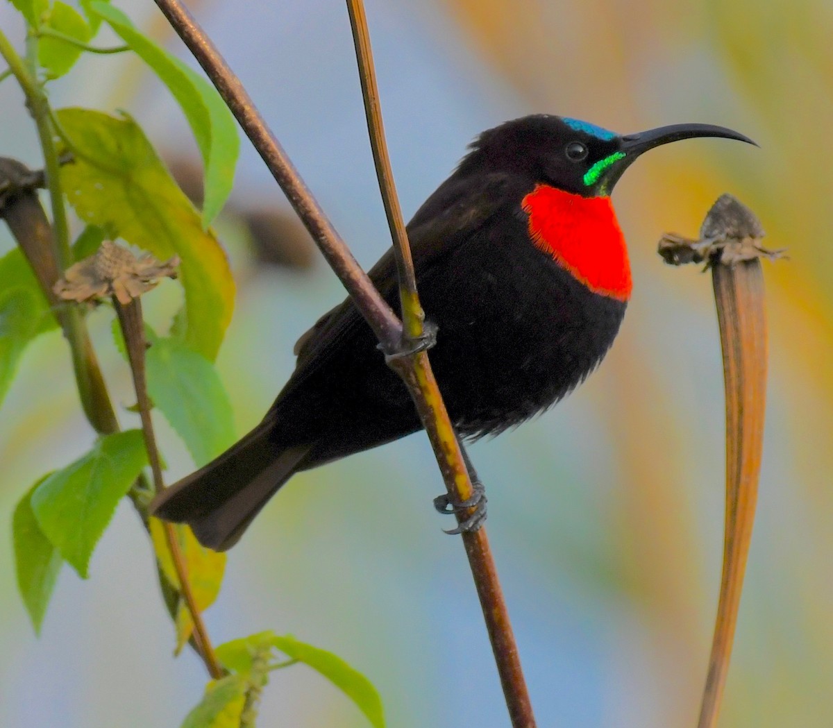 Scarlet-chested Sunbird - Theresa Bucher
