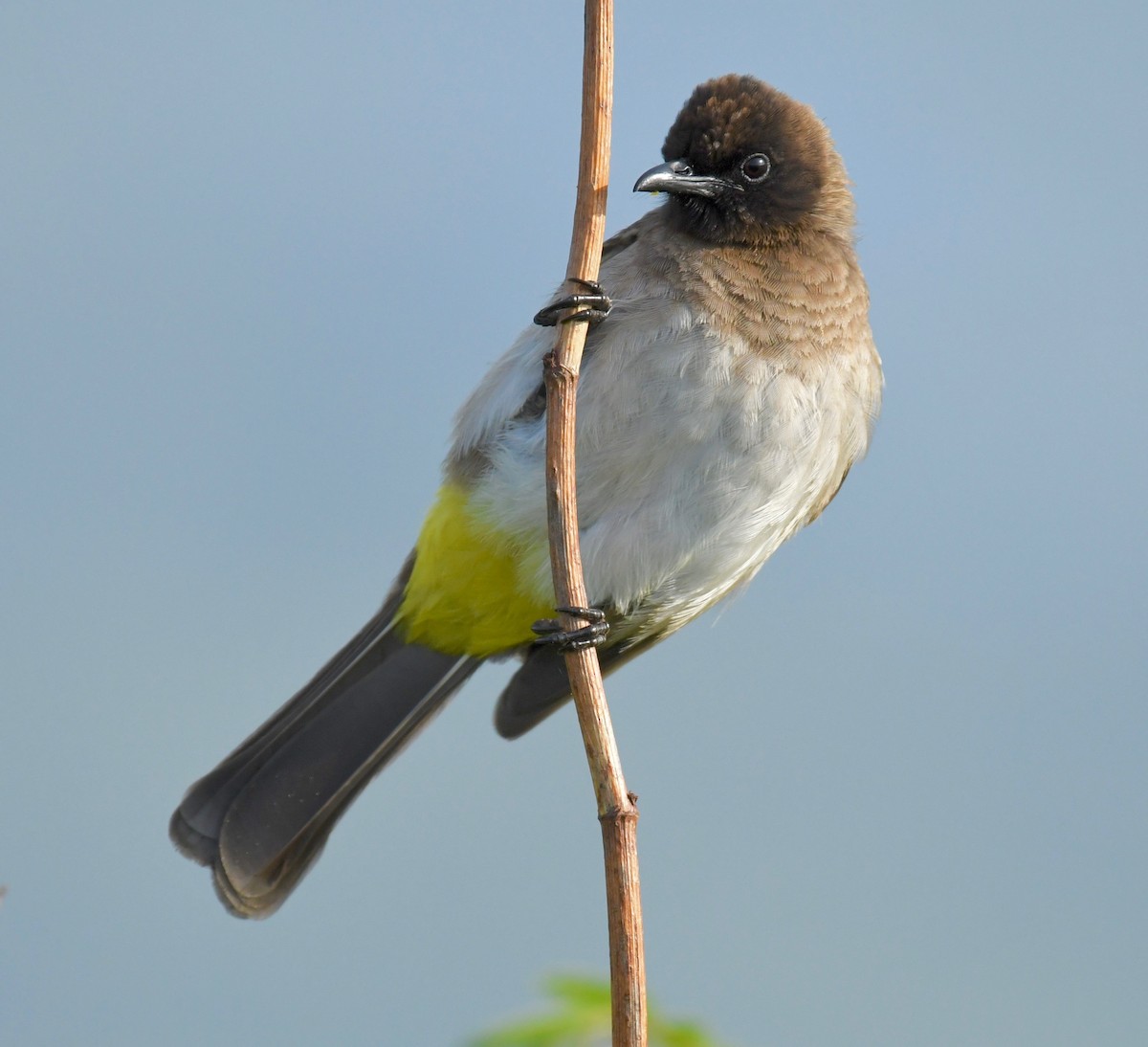 Common Bulbul (Dark-capped) - ML205406561