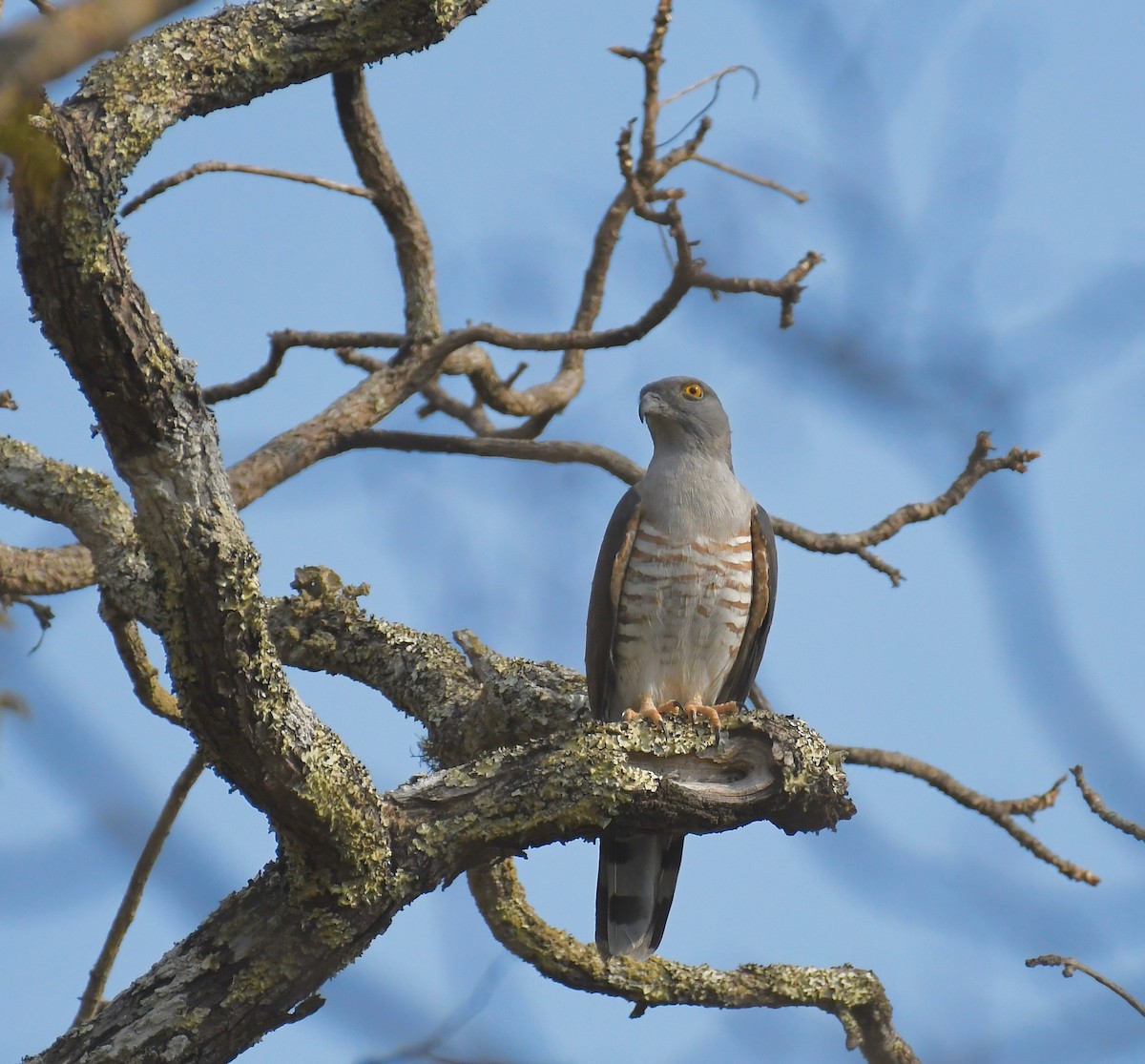 African Cuckoo-Hawk - ML205406751