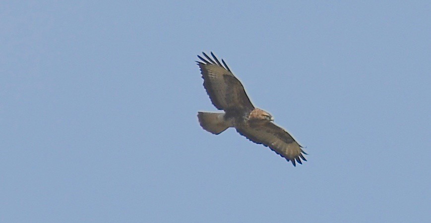 Common Buzzard (Steppe) - ML205406781