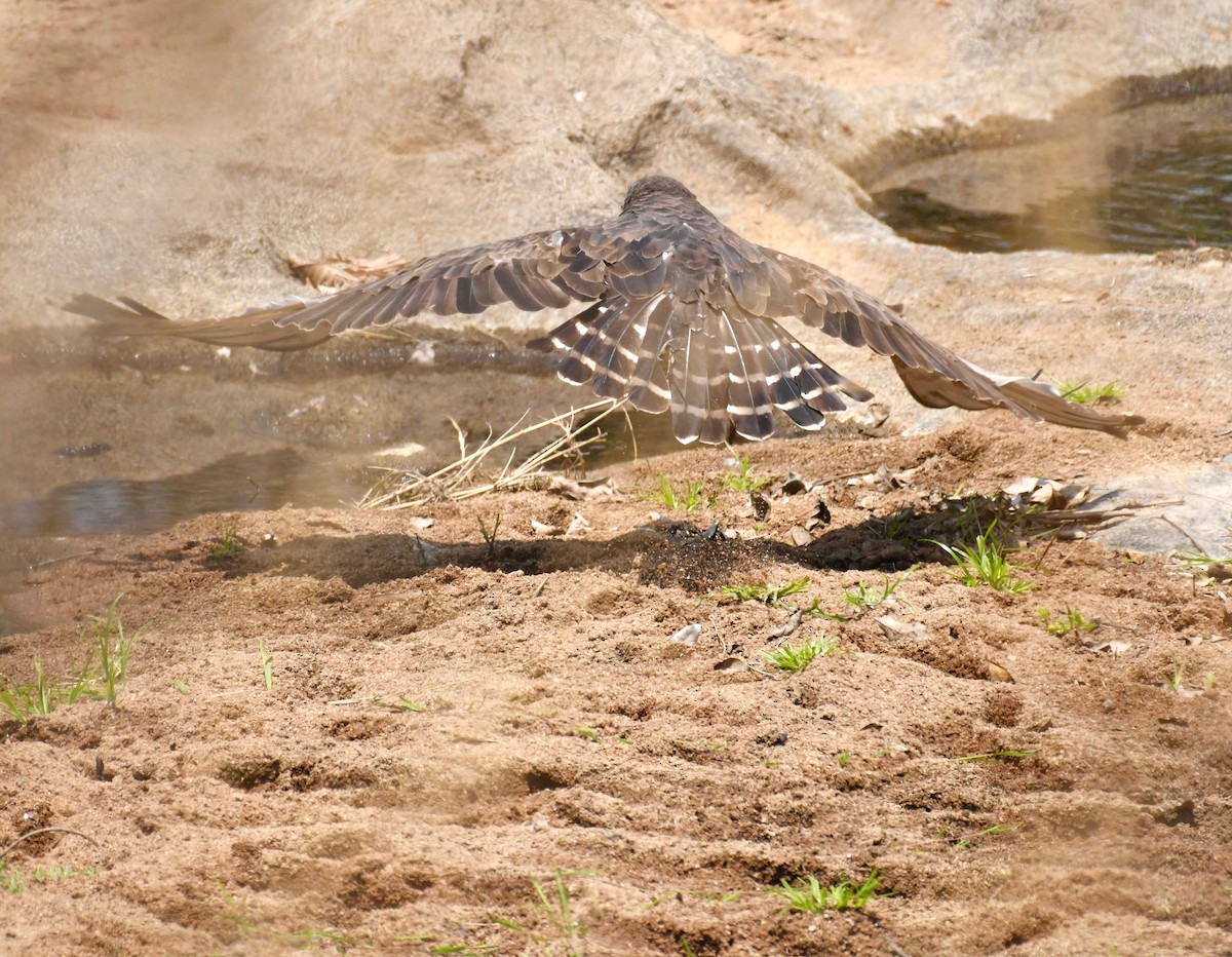 Brown Snake-Eagle - ML205406821