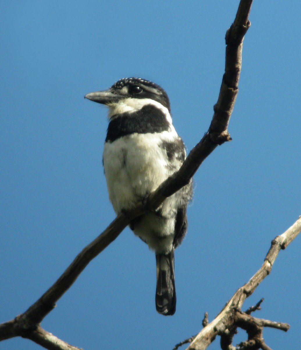 Pied Puffbird (Greater) - ML205406851