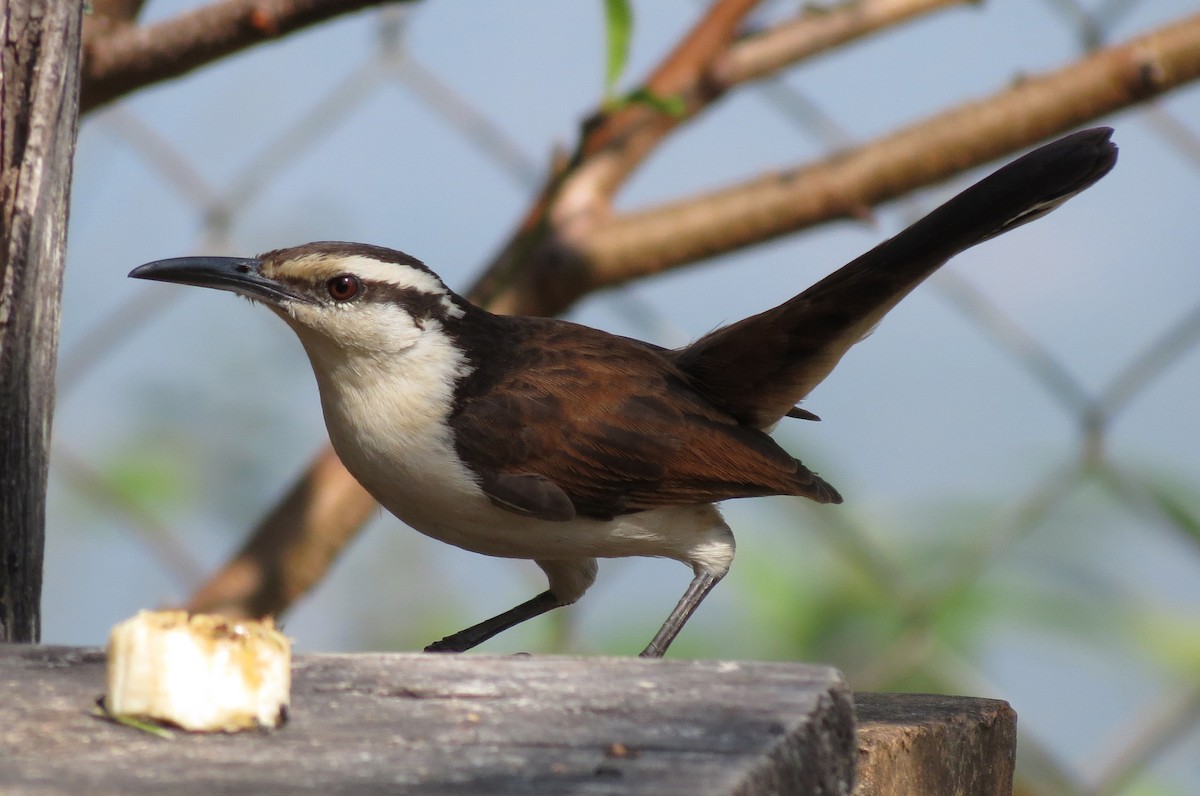 Bicolored Wren - ML205407041